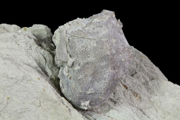Blastoid (Pentremites) Fossil - Illinois #68950